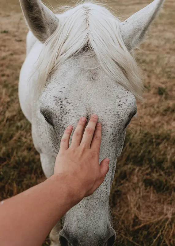 Équi Émotion, accompagnement émotionnel avec le cheval : une main posée à plat sur le chanfrein d'un cheval blanc, dans une lumière douce.