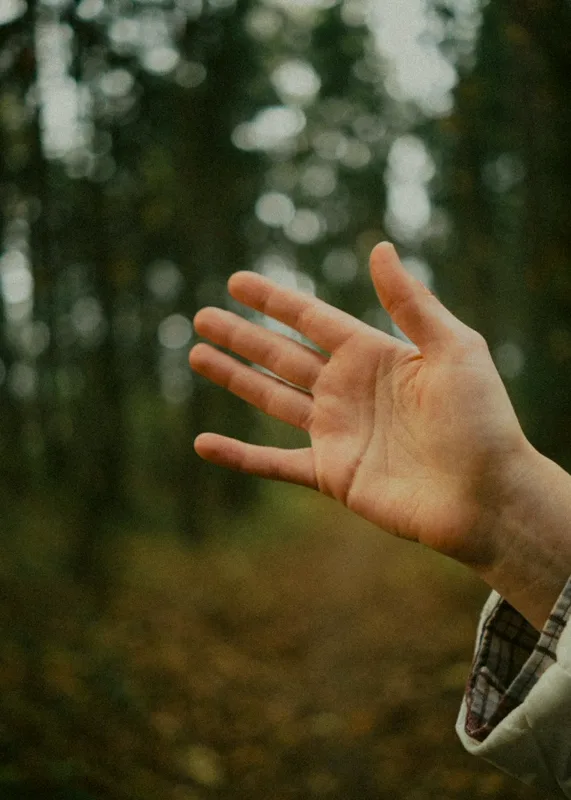 Soins énergétiques : une main ouverte se détache en contre-jour devant une forêt, lumière chaude de fin de journée.