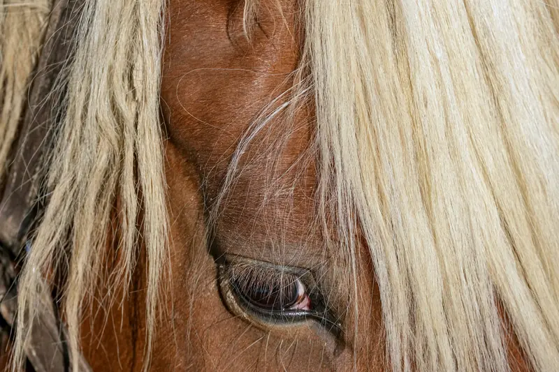 Gros plan sur l'œil d'un cheval, en partie masqué par une crinière blonde traversée de lumière.